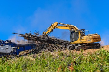 Wall Mural - Forest Biomass Production