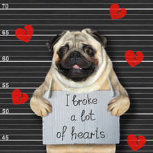 The Dog Mops Was Arrested. He Has A Sign Around His Neck That Says I Broke A Lot Of Hearts. Lineup Black Background.