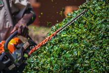 Close Up Shot Of A Landscape Worker Using A Hedge Trimmer To Prune A Holly Bush