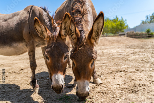 Fotografía Two donkeys have in the summer sky