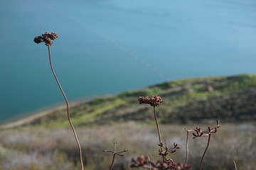 two minimal plants minimalistic deep water behind