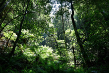 A View Of Temperate Rainforest Near The Leura Cascades In The Blue Mountains West Of Sydney