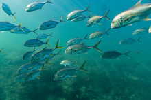Schooling Crevalle Jacks (Caranx Hippos) Warm Themselves Over An Underground Spring That Vents 72 Degree Water Into The Surrounding Bay. Jacks Are Powerful, Popular Gamefish In Florida.
