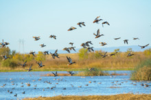 Flock Of Mallard Duck Male Drakes Flying .