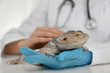 © New Africa - Veterinarian examining bearded lizard on table in clinic, closeup. Exotic pet