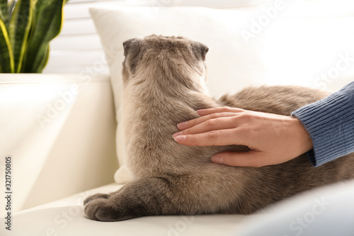 Fotomural Woman petting her cute cat at home, closeup. Fluffy pet