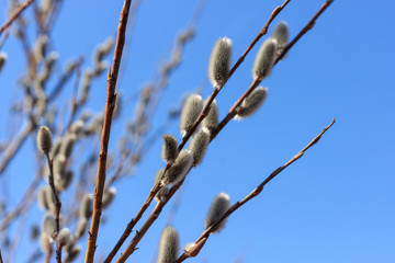 Branches with young willow inflorescences in spring morning on a background of blue sky close-up.