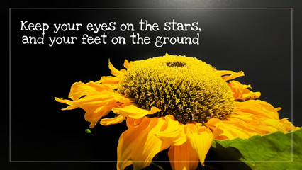 Wall Mural - inspirational and motivational quote of keep your eyes on the stars and your feet on the ground with sunflower background