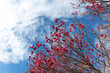 © toshi007 - 大宮第二公園の梅花