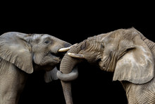 Elephants Fighting Together