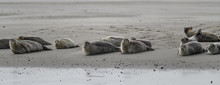 Group Of Seal Resting On The Beach