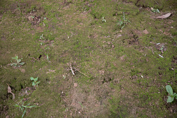 grass floor in the forest