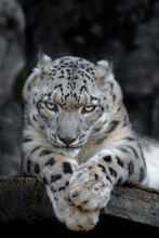 Angry Snow Leopard Portrait