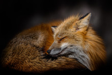 Sleeping Japanese Red Fox Close Up