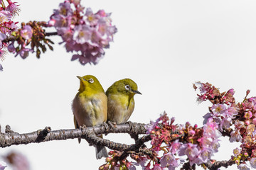 Yellow and green birds (Japanese zosterops) couple cuddling in pink cherry bloom (white eyes)