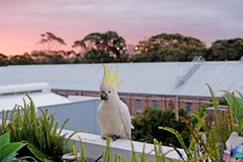 A Close Up Photo Of The Sulphur-crested Cockatoo, Australia