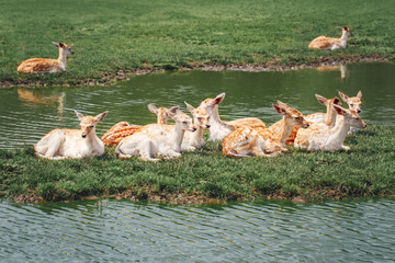 Wall Mural - Large group of young fallow deer resting on island in pond water on summer time. Herd animals dama dama swim chill by river lake on hot day. Wildlife beauty in nature.