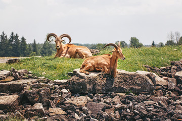 Wall Mural - Group of barbary sheep wild goats antelope lying resting on rocks during hot summer day. Herd of wild Texas aoudad goats with large curvy horns outdoors in savanna park.
