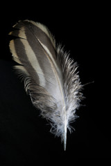 Wall Mural - Isolated Bird Feather on Black