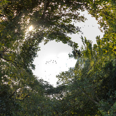 Little planet of swallows sanctuary san luis potosi,First Flight at dawn of the Swallows in the Swallows Base