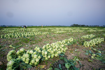 Wall Mural - Rows of harvested kohlrabi vegetables have been laid on the ground.