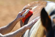 A man's hand cleans the horse back with a special brush.