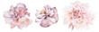 Leinwandbild Motiv Flowers watercolor illustration.Manual composition.Big Set watercolor elements.