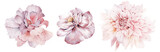 Fototapeta Kwiaty - Flowers watercolor illustration.Manual composition.Big Set watercolor elements.