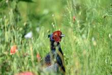 Japanese Green Pheasant In A Flowers Field Portrait