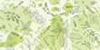 Hand drawn sketch with herbs and plants. Seamless pattern.