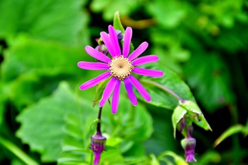 Humble flowers from the ditches in the mountains of Anaga, Tenerife