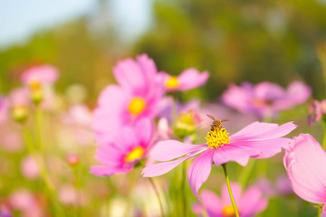 Wall Mural - pink cosmos flowers in the garden