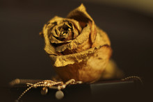 Golden Rose On A Soft Brown Background
