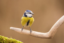 Blue Tit (Cyanistes Caeruleus) Or Eurasian Blue Tit, Small Passerine Bird In The Tit Family Paridae. Blue, Yellow And White Plumage Small Sized Common Garden Bird.