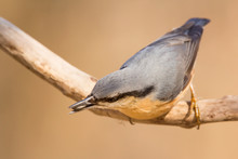 Nuthatch (Sitta Europaea) Eurasian Nuthatch Bird Perching On A Branch, Close Up Bird Photo With Blurry Background, Common Wood And Garden Bird With Orange Breast And Grey Back