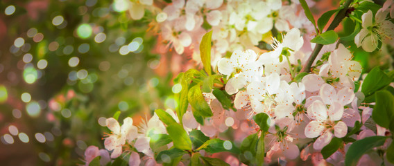 Beautiful floral spring abstract background of nature. Branches of blossoming cherry with soft focus on gentle light green background. Greeting cards with copy space