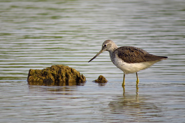 Wall Mural - Common greenshank (Tringa nebularia) a wader shorebird in family Scolopacidae, typical waders. Green sandpiper in shallow water at Drava river shore