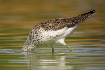 Wall Mural - Common greenshank (Tringa nebularia) a wader shorebird in family Scolopacidae, typical waders. Green sandpiper in shallow water at Drava river shore