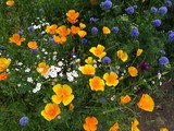 Fototapeta  - Colourful yellow and blue flower bed