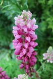 Fototapeta  - Pink flower stalk