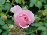 Fototapeta  - Pink rose in garden