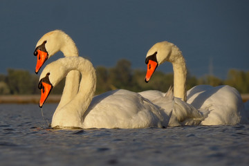 Wall Mural - Mute swan (Cygnus olor) eurasian species of red billed swan in waterfowl family Anatidae, Anseriformes, documentary photo of mute swan in natural habitat at Drava river shore