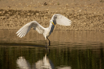 Wall Mural - Great egret (Ardea alba) or common egret, large white heron, documentary photo of large waterbird with white plumage, yellow beak and black legs in natural habitat