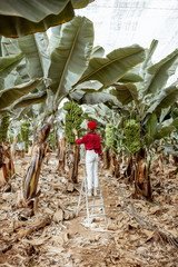 Wall Mural - Beautiful plantation with a rich banana crop, portrait of a woman tourist or farmer dressed casually in red and white standing back on the ladder. Concept of green tourism and exotic fruits producing