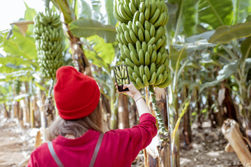 Wall Mural - Woman as a tourist dressed in red exploring banana plantation, photographing on phone ripe banana branches. Concept of a green tourism and exotic fruits producing