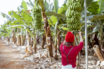 Wall Mural - Woman as a tourist dressed in red exploring banana plantation, photographing on phone ripe banana branches. Concept of a green tourism and exotic fruits producing