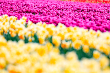 colorful Tulips in Japan Toyama