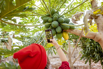 Wall Mural - Woman photographing on smart phone a bunch of papayas growing on the tree at the plantation, closeup view