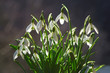 © Johanna Mühlbauer - Snowdrops in spring with back light, copy space
