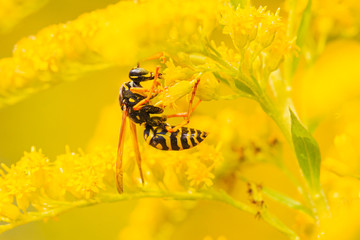 Wasp gathering pollen over a vibrant yellow blossom.